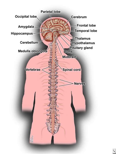 the central nervous system for kids - ModernHeal.com