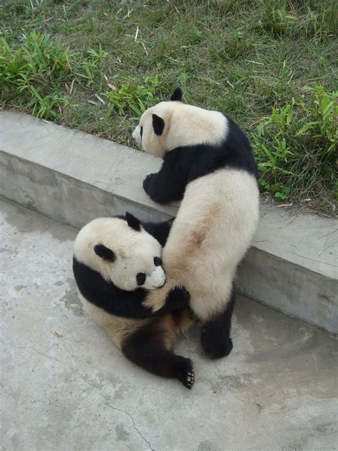 Tail must be a delicacy to pandas... | irishtravel | Flickr