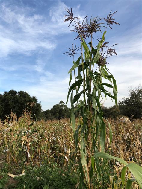 How corn's ancient ancestor swipes left on crossbreeding