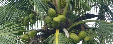 COCONUT 101: Is THAT Really Fresh Coconut Water You're Drinking?