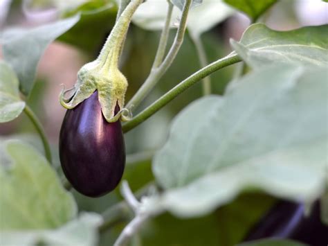 What Is Phomopsis Blight Of Eggplant: Tips On Treating Blight In Eggplants