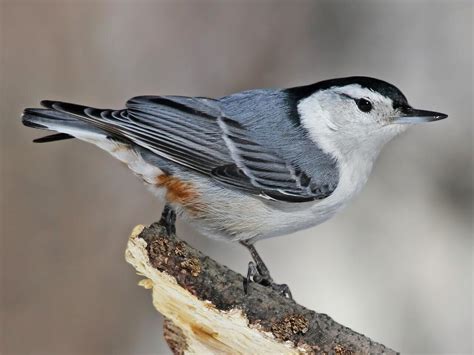 Birding at Coronado Historic Site » New Mexico Historic Sites