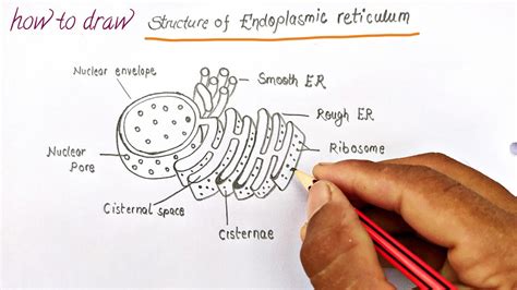 how to draw the diagram of endoplasmic reticulum, er easily, - YouTube