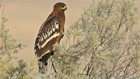 10 gorgeous photographs of bird-life in Israel - ISRAEL21c