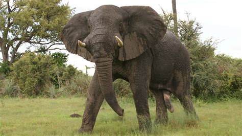 Latest_HD_Photo_of_Big_Elephant_in_Jungle.jpg (1920×1080) | African forest elephant, Elephant ...