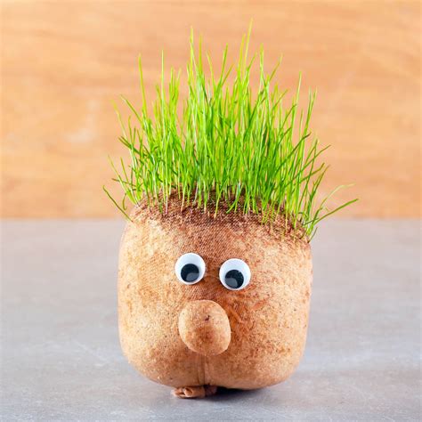 How to grow a Grass Head - Kids Crafts — Upstart Magazine