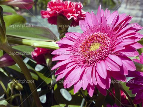 Two Pink Flowers — Stock Photo © roberaten #26149601