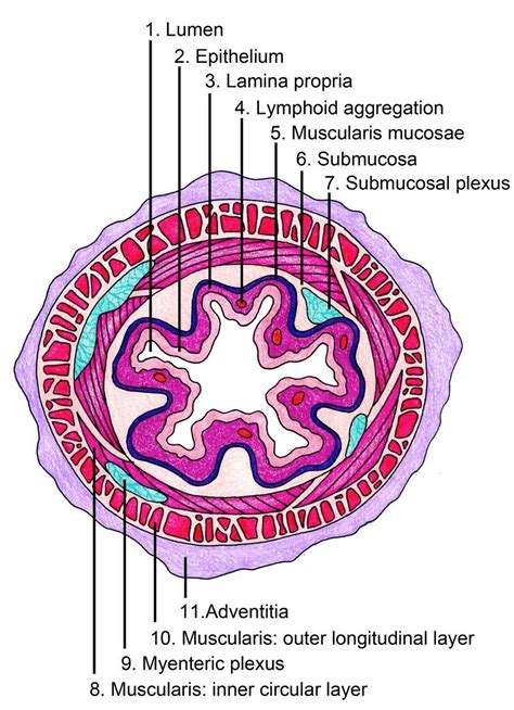 The Human Esophagus - Functions and Anatomy and Problems