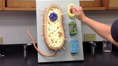 Prokaryotic Cell Model - YouTube