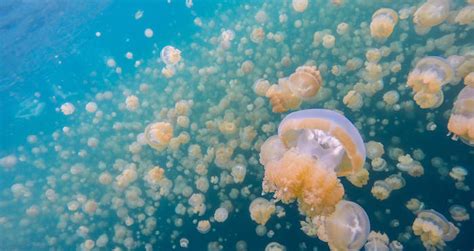 Jellyfish Lake, Where Millions Of Golden Jellyfish Dance In The Sun