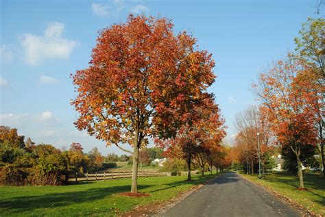 Purple Autumn White Ashes | Tree, Ash tree, The row