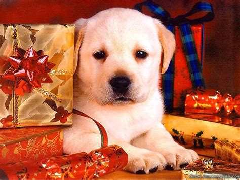 🔥 [49+] Christmas Puppies Wallpapers Free | WallpaperSafari