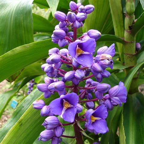 3 LIVE CANES Gorgeous SAPPHIRE BLUE GINGER Hawaii PLANT | eBay