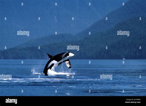 Whale breaching hi-res stock photography and images - Alamy