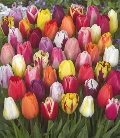 Tulip bulbs Color Parade - a beautiful mixture of tulips! - Tulip Store