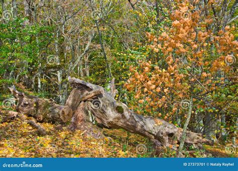 Dead snag in forest stock image. Image of bare, branch - 27373701