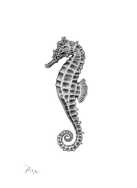 Seahorse Drawing | Seahorse tattoo, Seahorse drawing, Dotted drawings