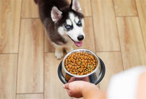 What To Feed a Husky - PatchPuppy.com