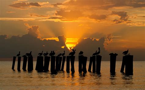 Pelicans in sunset wallpaper | 1920x1200 | #31294