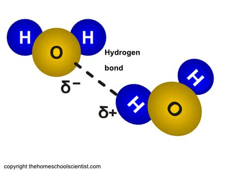 Adhesion Of Water Diagram