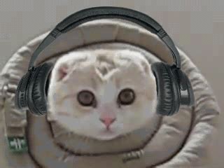 Cat Headphones Gif | Bruin Blog