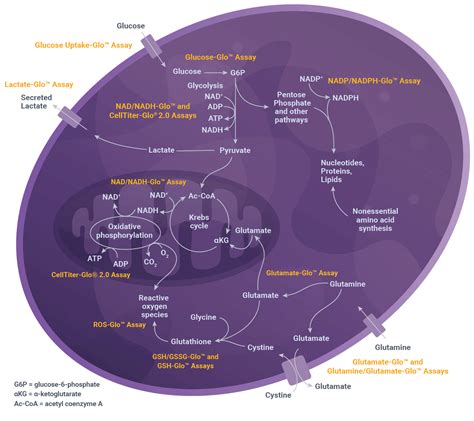 Interrogating Energy Metabolism Pathways for Drug Discovery