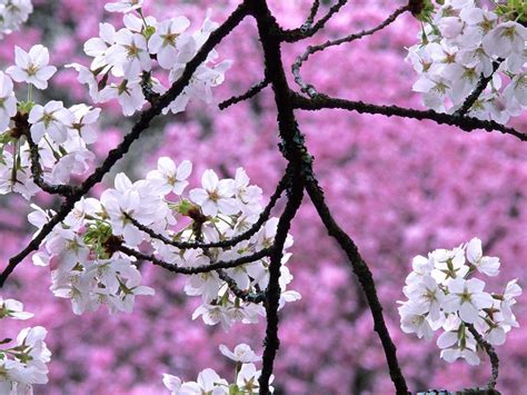 Sakura Flower Wallpapers - Wallpaper Cave