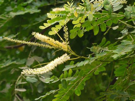 Manjadi (in Kannada) | Fabaceae (pea, or legume family) » Ad… | Flickr