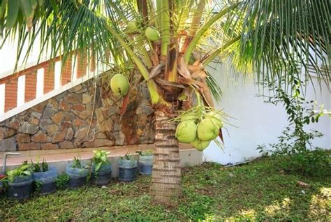 13 Different Types of Coconuts That Grow Around the World