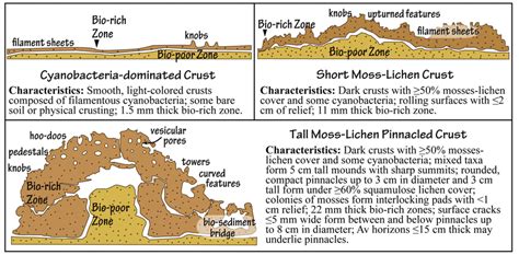 Three biological soil crust morphotypes display distinct... | Download Scientific Diagram