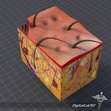 Skin Anatomy model 3D model | CGTrader