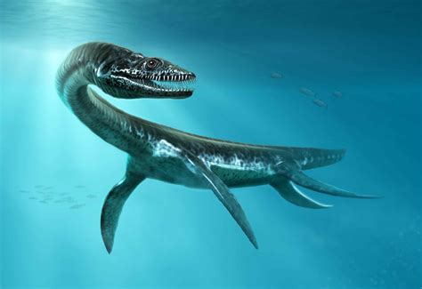 Plesiosaurus: Steckbrief & 6 Merkmale zum Meeressaurier » schreiben.net