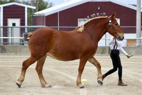 Suffolk Punch Draft Horses: A Detailed Description Of The Breed ...