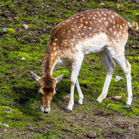 What Little Animals Eat Grass at Pedro Morgan blog