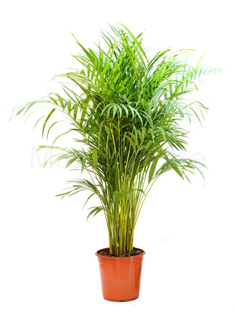 Areca Palm | Online Indoor Plants