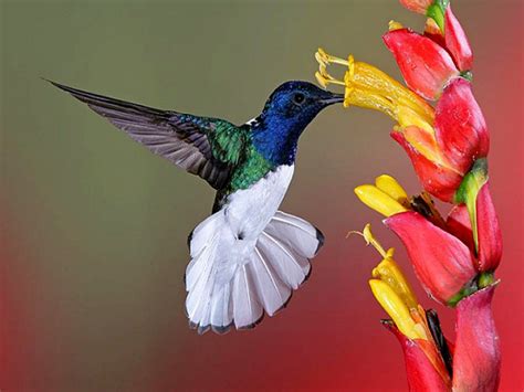 🔥 [44+] Wallpapers Birds and Flowers | WallpaperSafari