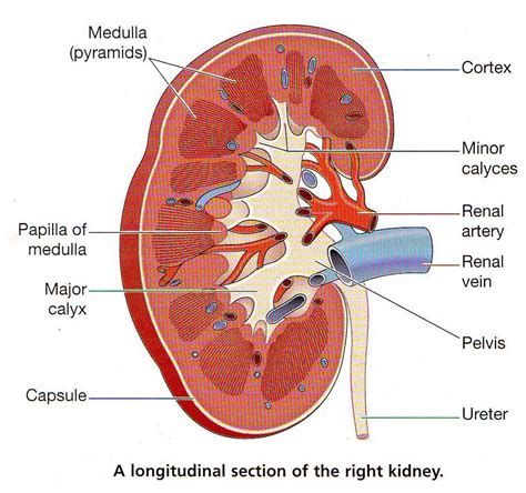 Zoology For HSEB: Excretion and Osmoregulation