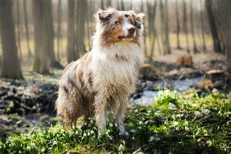 5 easy steps for training your Australian shepherd | PawTracks