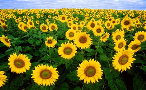 sunflower sunflower field flora field flowers 4k HD Wallpaper