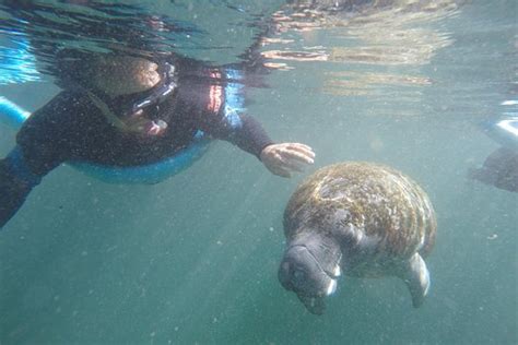 TripAdvisor | Crystal River Manatee Snorkeling Tour provided by Gulf ...