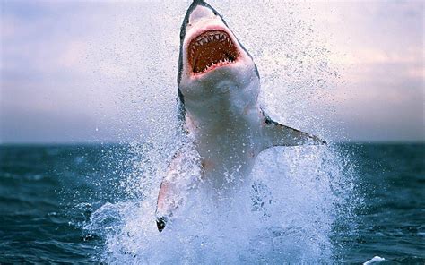 HD Shark Wallpapers - Wallpaper Cave