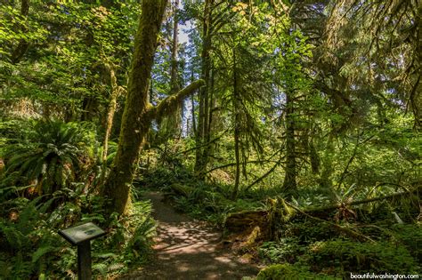 Hoh Rain Forest, hiking at the Olympic National Park, WA