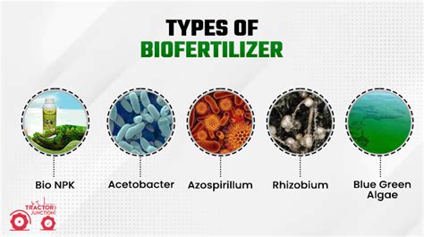 Biofertilizers Definition - Types of Biofertilizers and Its Benefits