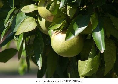 8+ Hundred Citrus Trees Australia Royalty-Free Images, Stock Photos & Pictures | Shutterstock