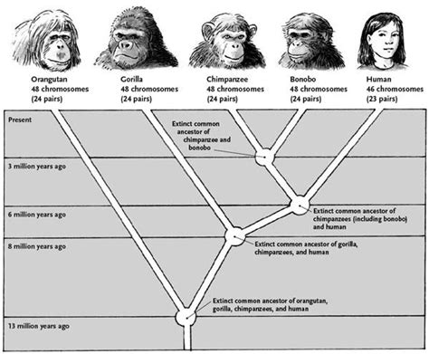 Simplified guide depicting the main branches of ape-human evolution : r ...