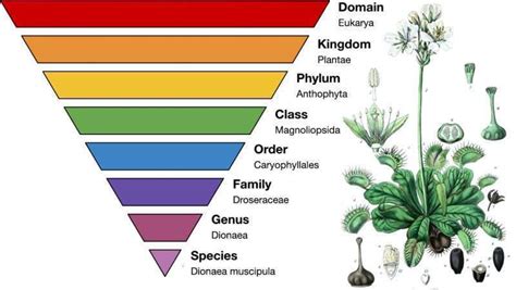 Learn about Carnivorous Plant Taxonomy - Carnivorous Plant Resource