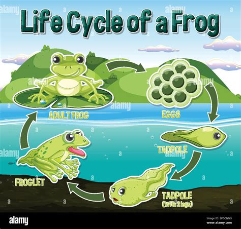 Frog Life Cycle Diagram illustration Stock Vector Image & Art - Alamy