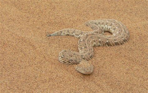 Puff Adder | The Animal Facts | Appearance, Habitat, Diet, Lifespan