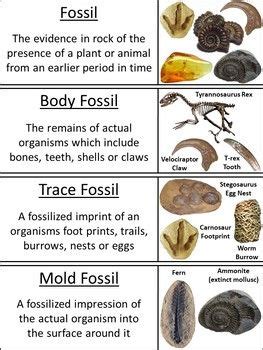 Types of Fossils Word Wall Cards by Science Spot | TpT | Fossils, Body ...