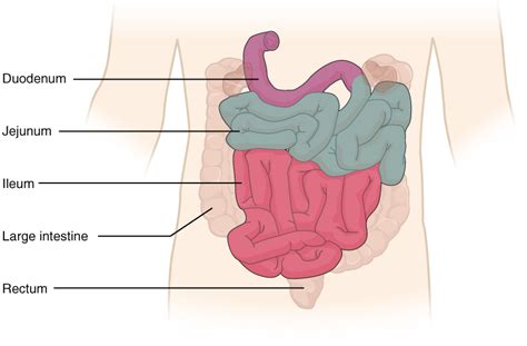 Difference Between Duodenum and Jejunum | Compare the Difference ...